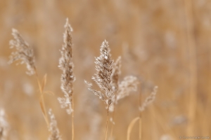 Roostikus mütates I