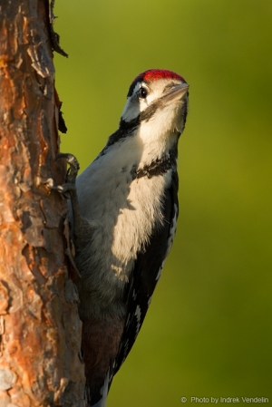 Salu-kirjurähn   