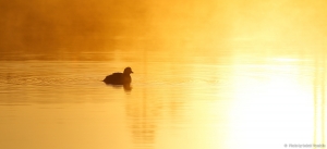 Golden duck