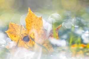 Sügisene bokeh